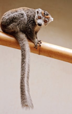 [Lemur+Sunday.jpg]