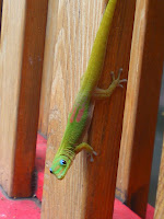 green lizard looking at the camera