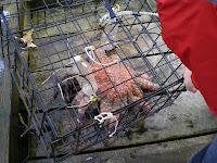 a huge starfish in a crab trap in Ucluelet