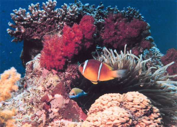 [coral-aquarium-2.jpg]