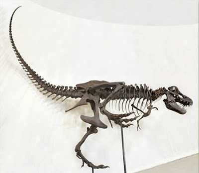 Buy your own Tyrannosaurus rex skeleton