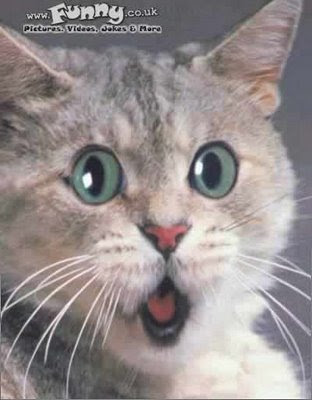 [Imagen: surprised_cat_gato_sorprendido_katze.jpg]
