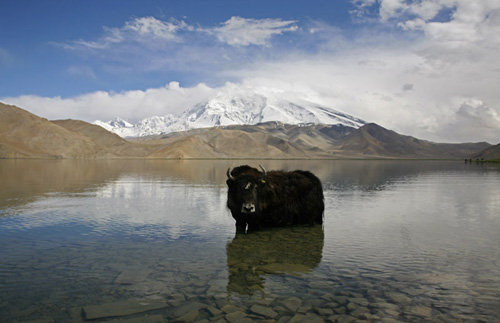 Yak at Lake Karakul