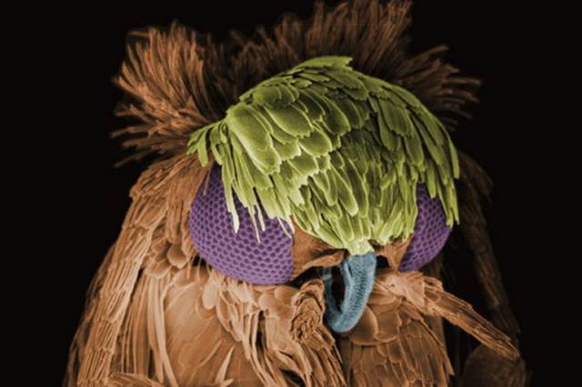 [Insects-microscope-11.jpg]