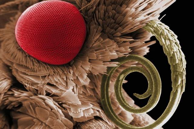[Insects-microscope-6.jpg]