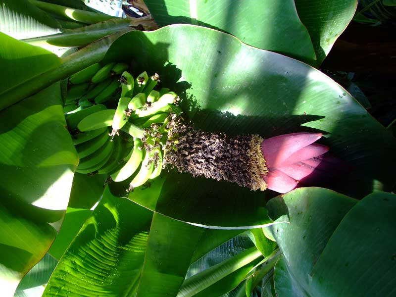 [banana-plant.jpg]