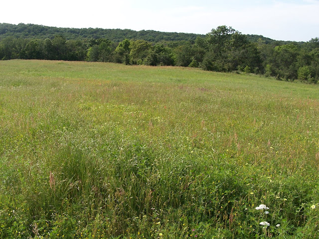 A grassy meadow with wildflowers, surrounded by oak trees and woods.