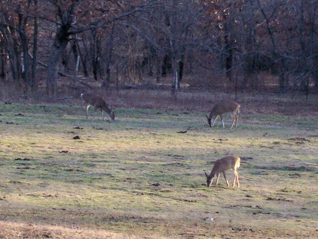 Three white-tailed deer grazing in a field of short, winter grass.