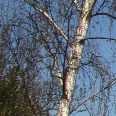 Detail of the trees on the left
