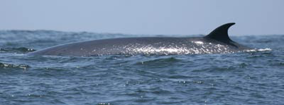 Bryde's Whale Pelagic Lima. Photo: Gunnar Engblom