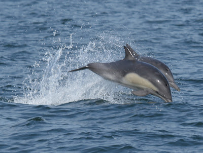 Common Dolphin Pelagic Lima. Photo: Gunnar Engblom