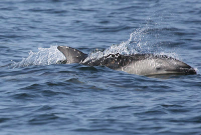 Dusky Dolphin Pelagic Lima. Photo: Gunnar Engblom