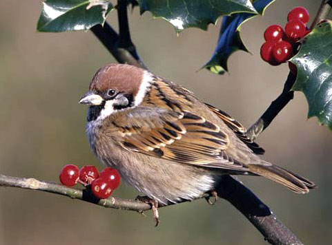 [tree-sparrow-2.jpg]