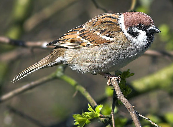 [tree-sparrow-5.jpg]