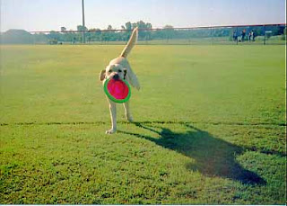 kiner catches frisbee