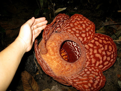 Ulu Geroh Rafflesia Trail