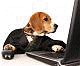 2007-2008 Haute Dog Media