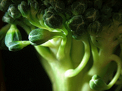 picture of a green stalk of brocolli