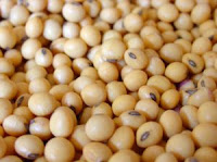 Soy likely doesn't affect fertility
