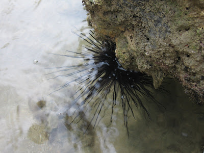sea urchin diadema