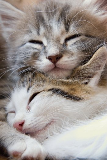 [two_cute_kittens_sleep.jpg]