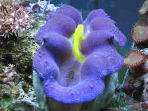 Giant Blue Reef Clams, Tridacnids, imported with disease