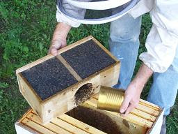pouring bees in hive