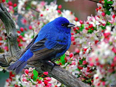 BlueBird.jpg