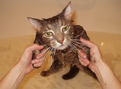 image of a wet and very angry cat