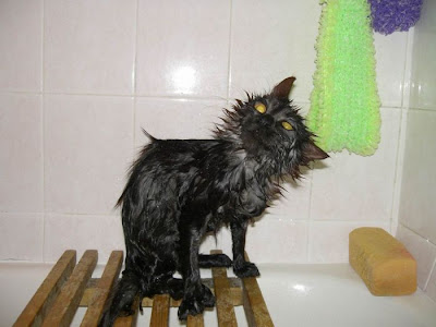 Bakkadeliviano Wet Cats